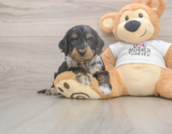 6 week old Cockapoo Puppy For Sale - Pilesgrove Pups