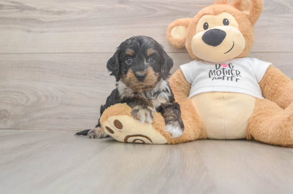 5 week old Cockapoo Puppy For Sale - Pilesgrove Pups