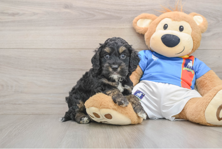 Cockapoo Puppy for Adoption