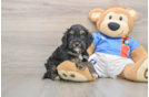 Cockapoo Puppy for Adoption