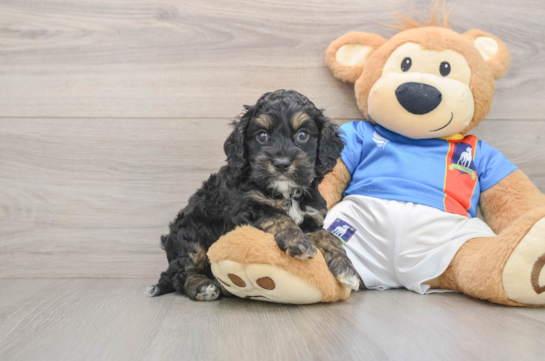 Cockapoo Puppy for Adoption