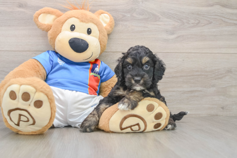 Cockapoo Puppy for Adoption