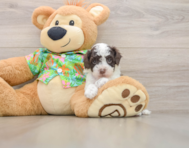 5 week old Cockapoo Puppy For Sale - Pilesgrove Pups