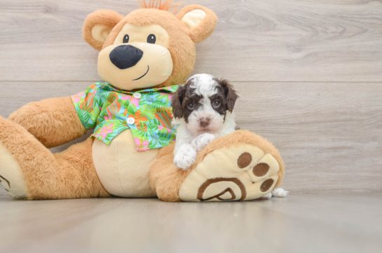 Cockapoo Puppy for Adoption