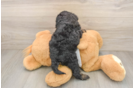 Fluffy Cockapoo Poodle Mix Pup