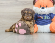 8 week old Cockapoo Puppy For Sale - Pilesgrove Pups
