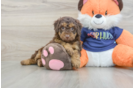 Cockapoo Pup Being Cute