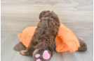 Hypoallergenic Cocker Doodle Poodle Mix Puppy