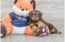 Cockapoo Puppy for Adoption