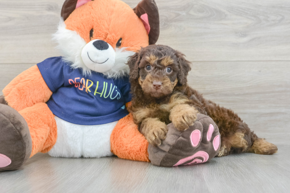 Cockapoo Puppy for Adoption