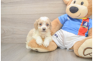 Best Cockapoo Baby