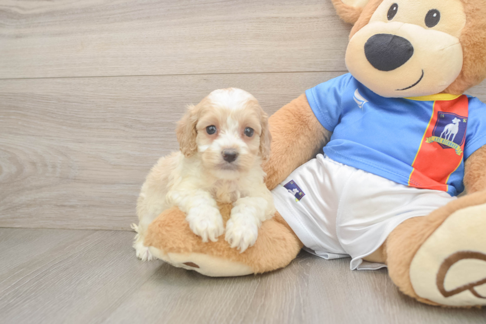 Best Cockapoo Baby