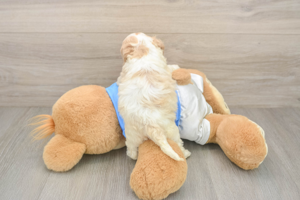 Smart Cockapoo Poodle Mix Pup