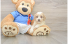 Friendly Cockapoo Baby