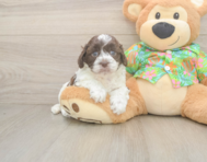 5 week old Cockapoo Puppy For Sale - Pilesgrove Pups