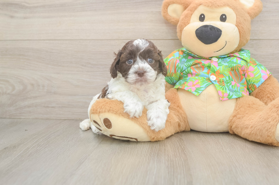 5 week old Cockapoo Puppy For Sale - Pilesgrove Pups