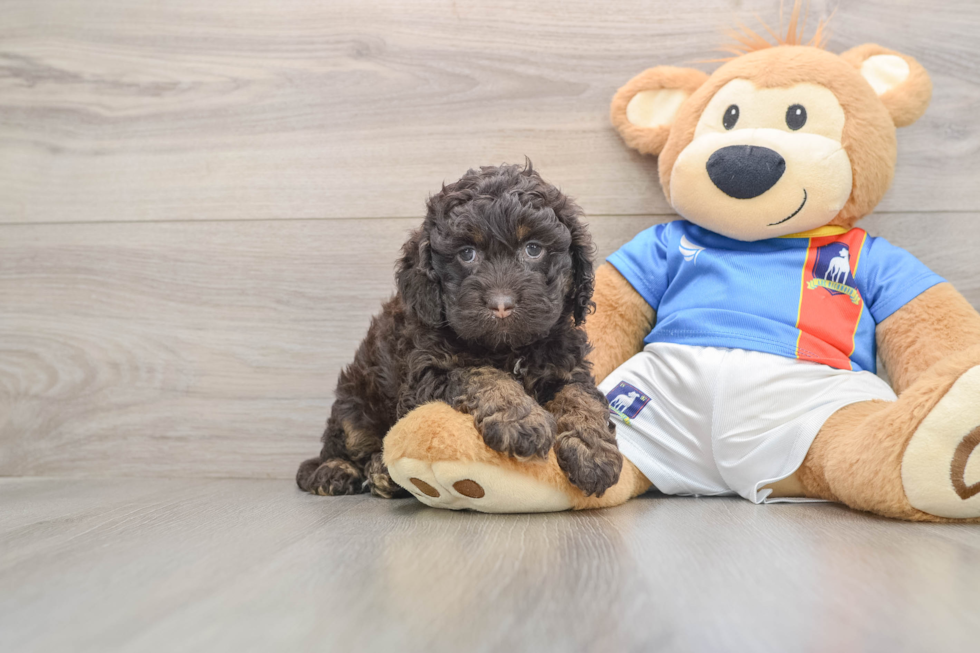 Cockapoo Pup Being Cute