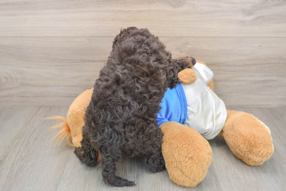 Adorable Cocker Doodle Poodle Mix Puppy