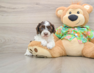 5 week old Cockapoo Puppy For Sale - Pilesgrove Pups