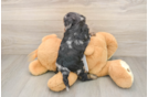 Friendly Cockapoo Baby