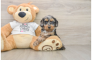 Cockapoo Puppy for Adoption