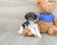 7 week old Cockapoo Puppy For Sale - Pilesgrove Pups