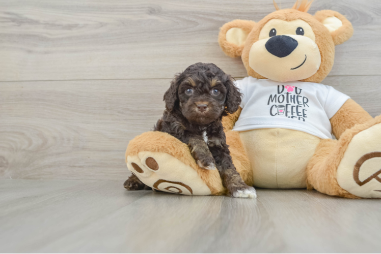 Little Cocker Doodle Poodle Mix Puppy