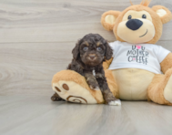 8 week old Cockapoo Puppy For Sale - Pilesgrove Pups