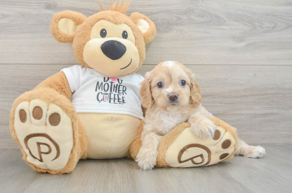 6 week old Cockapoo Puppy For Sale - Pilesgrove Pups