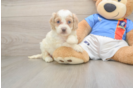 Best Cockapoo Baby