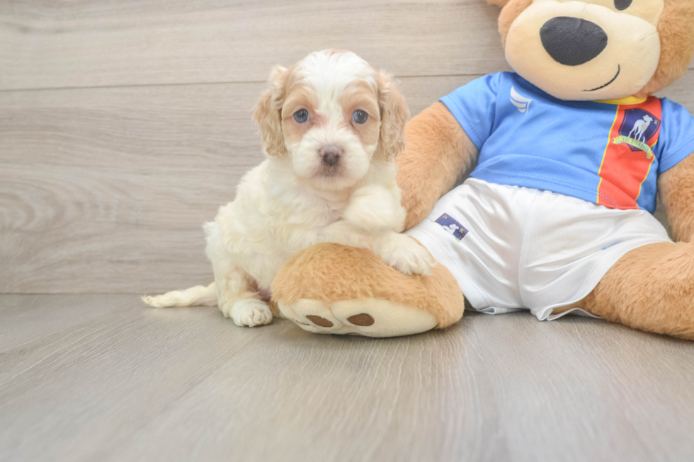 Best Cockapoo Baby