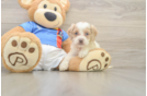 Cockapoo Pup Being Cute