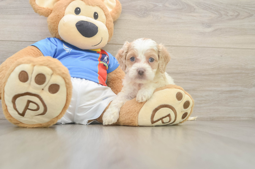 5 week old Cockapoo Puppy For Sale - Pilesgrove Pups
