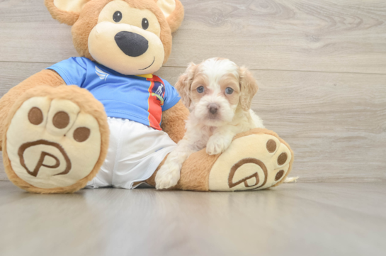 Cockapoo Pup Being Cute