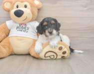 6 week old Cockapoo Puppy For Sale - Pilesgrove Pups