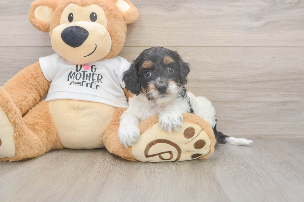 5 week old Cockapoo Puppy For Sale - Pilesgrove Pups