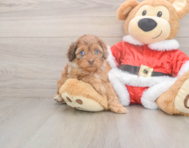 6 week old Cockapoo Puppy For Sale - Pilesgrove Pups