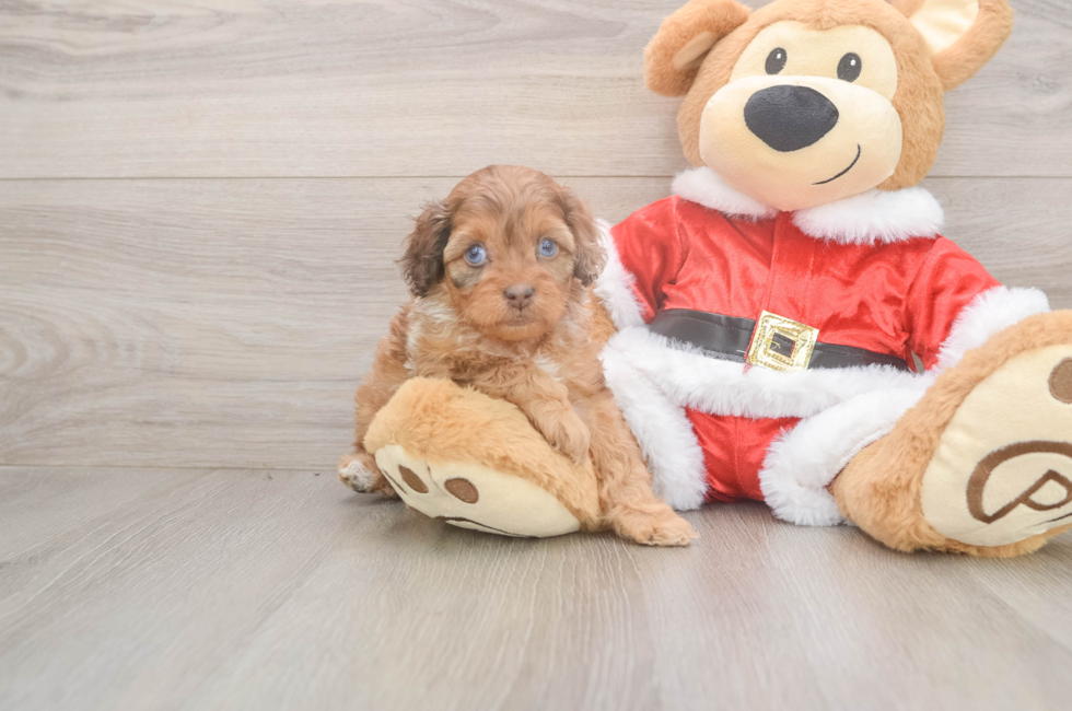 5 week old Cockapoo Puppy For Sale - Pilesgrove Pups