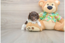 Cockapoo Pup Being Cute