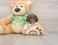 5 week old Cockapoo Puppy For Sale - Pilesgrove Pups