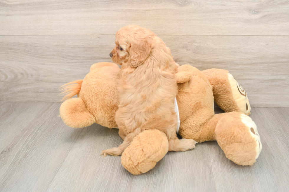 Happy Cockapoo Baby