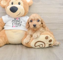 8 week old Cockapoo Puppy For Sale - Pilesgrove Pups