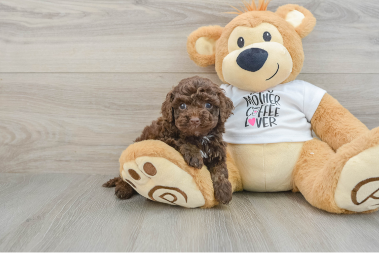 Adorable Cocker Doodle Poodle Mix Puppy