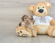 8 week old Cockapoo Puppy For Sale - Pilesgrove Pups