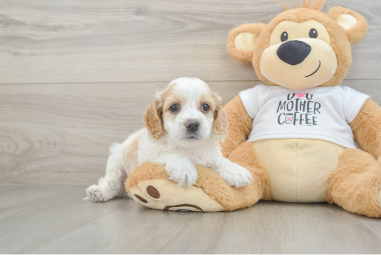 Best Cockapoo Baby
