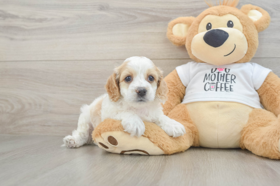 5 week old Cockapoo Puppy For Sale - Pilesgrove Pups
