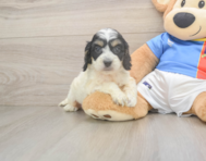 8 week old Cockapoo Puppy For Sale - Pilesgrove Pups