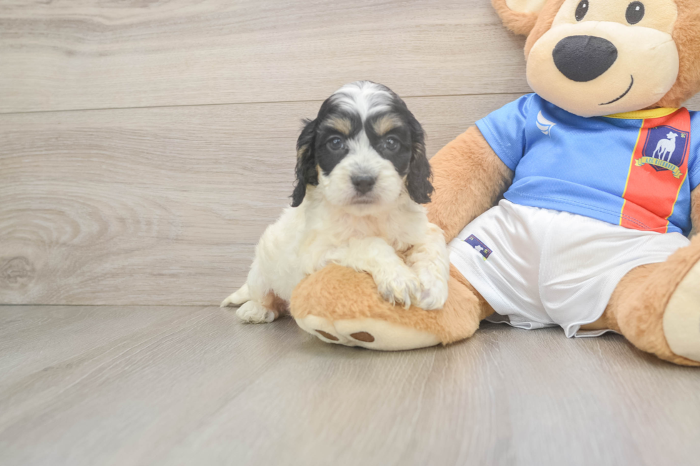 Best Cockapoo Baby