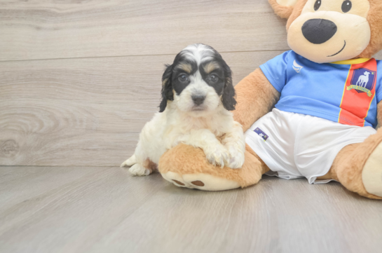 Best Cockapoo Baby