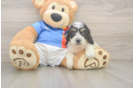 Cockapoo Puppy for Adoption